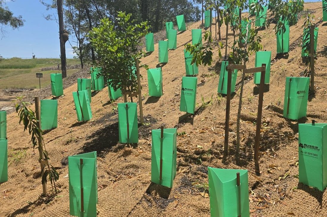 RACQ revegetation — close-up of tubestock with protective tree guards